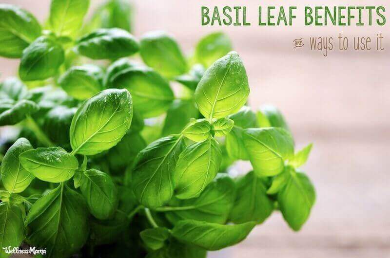10 great ways to use Basil leaf for health and cooking 10 Uses for Basil Leaf