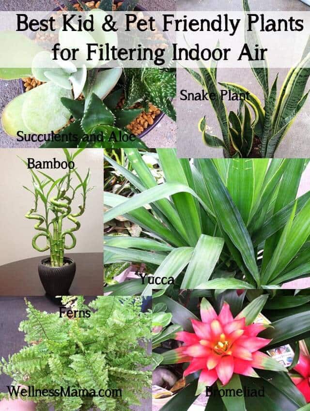 Best kid and pet friendly houseplants for filtering indoor air How to Improve Indoor Air Quality Naturally 