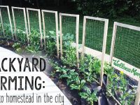 Backyard Farming- How to Homestead in the City