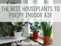 The best houseplants to purify indoor air