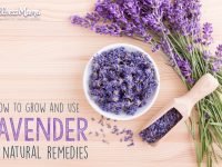How to Use Lavender (Grow it, Make Natural Remedies & More)